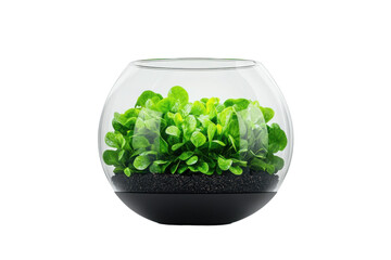 A vibrant glass terrarium featuring lush green plants set against a sleek black base, perfect for home decor or greenery lovers.