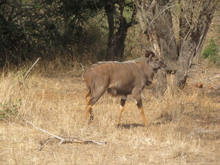 elk in park national park