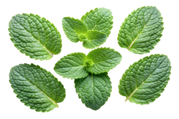Set of mint leaves isolated on transparent background 