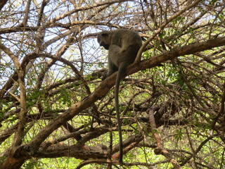 white tailed macaque