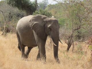 Obraz premium elephants in the savannah