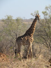 giraffe in the savannah