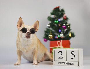  brown short hair chihuahua dog wearing sunglasses sitting on white background with Christmas tree,  gift boxes and wooden calendar December25.