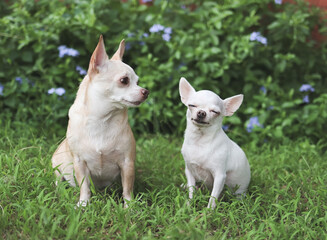 two difference size Chihuahua dogs sitting together on green grass in the garden.