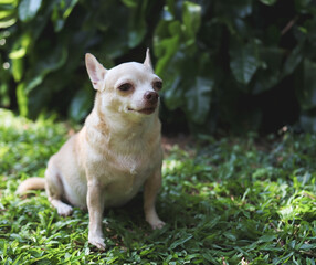 cute brown short hair chihuahua dog sitting  on green grass in the garden,  looking away curiously.