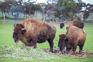 Group of big bisons grazes on a green grass, strong bull close up, rare animal