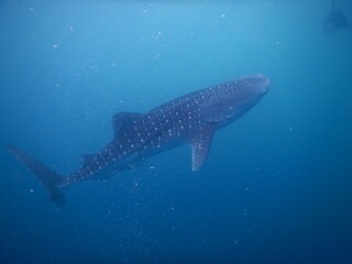 Whale shark swimming underwater deep blue ocean