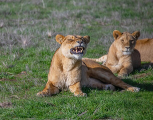 A family of lions lies on the green grass, the lioness shows her teeth