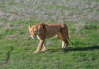 A lioness walks calmly on the green grass, wildlife photo