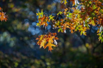 Yellow autumn leaves against the dark background close-up, interesting bright backgraund