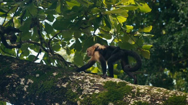 Curious wild Capuchin Monkey in a tropical jungle 