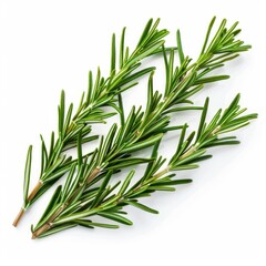 Fototapeta premium 3D Rosemary Leaves as Design Element
