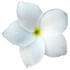 Fleur blanche de frangipanier 