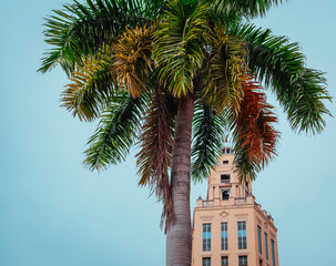 Fototapeta premium palm tree in the city building downtown coral gables 