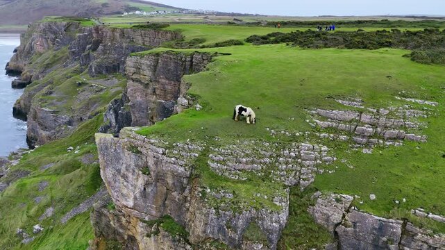 Hardy Gypsy Cobs Welsh pony grazing, UK rocky coastline scene, aerial