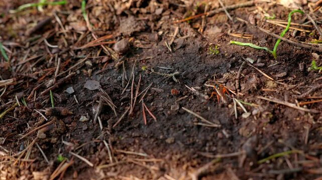 Wasp Crawling On Ground In Wilderness. tracking shot
