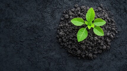 A fresh green plant sprouting from dark soil, symbolizing growth, nature, and sustainability in a serene environment.