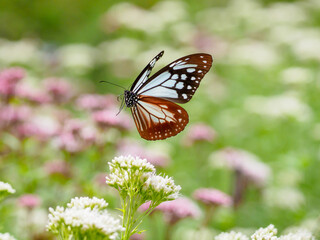 アサギマダラの飛翔