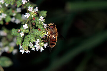 Magnified bee collecting nectar