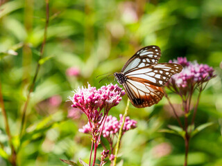 アサギマダラの吸蜜