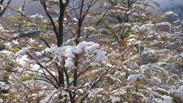 a close shot of fresh autumn snow on a beech tree near the trail to monte fitzroy in los glaciares national park of patagonian argentina