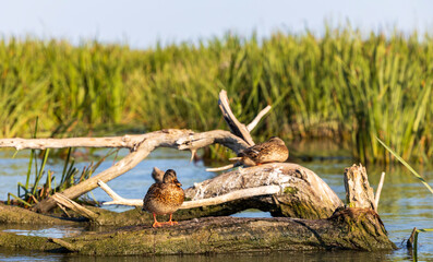 Ducks in the Danube Delta