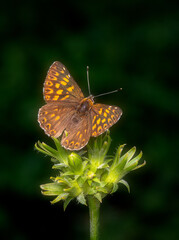 Close-up image of  The Duke of Burgundy butterfly (Hamearis lucina) on a green plant with black background.