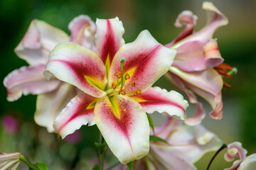 pink lilly 