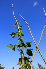 Blossom red bean garden with stem and leaves on a sunny day. Beautiful red scarlet flowers of...