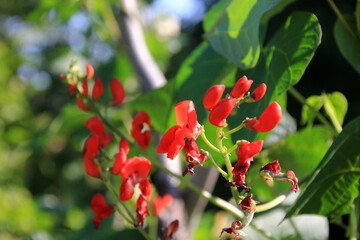 Blossom red bean garden with stem and leaves on a sunny day. Beautiful red scarlet flowers of Runner Bean plant (Phaseolus coccineus 'Enorma')