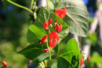 Blossom red bean garden with stem and leaves on a sunny day. Beautiful red scarlet flowers of...