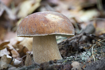 Macro shot of edible mushroom Boletus reticulatus commonly known as summer cep