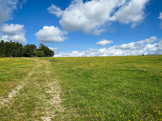 Fototapeta premium Summer landscape with green flowering meadow, forest and beauty blue sky