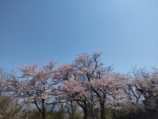 Fototapeta premium 青空と満開の桜