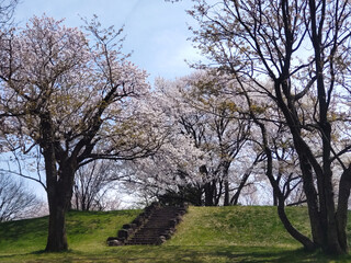 Obraz premium 桜の木み囲まれた石の階段