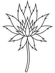 Eryngium flower line art