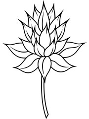 Eryngium flower line art