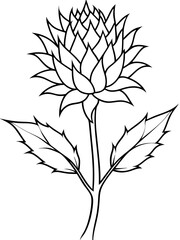 Eryngium flower line art