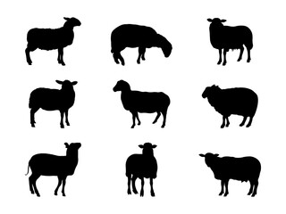 Set of Sheep Silhouette in various poses isolated on white background