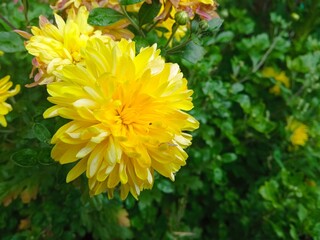 Yellow chrysanthemum in the garden close-up.  A blooming chrysanthemum with leaves. A background for a postcard, a calendar, a place for text. Yellow flower on the side of the photo.