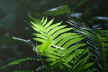 fern leaves in forest in sunshine.