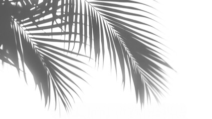 Obraz premium Shadow of palm leaves, cut out