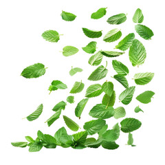 Falling Mint Leaves Isolated on Transparent or White Background, PNG