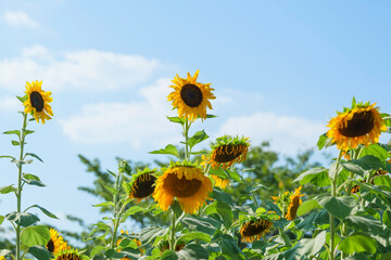 yellow sunflower close up on blue sky