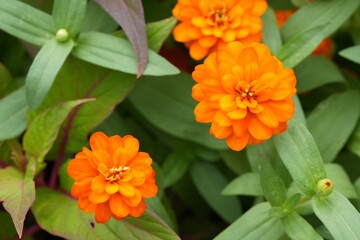 Orange flowers, green leaves for background image