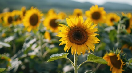 Sunflower Field at Sunset