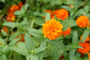 Orange flowers, green leaves for background image