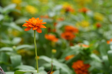 Orange flowers, green leaves for background image