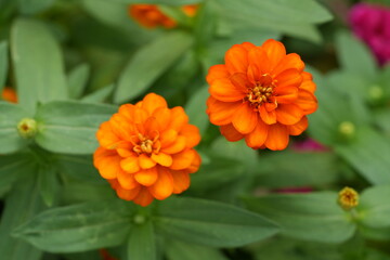 Orange flowers, green leaves for background image