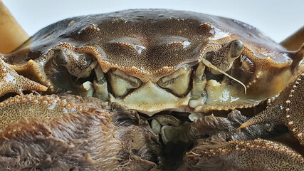 Chinese Shanghai mitten crab or Hairy Crab or Horsehair Crab, uncooked chilled fridge, Freshwater, Autumn delicacy seasonal seafood, Isolated close up shot in white background